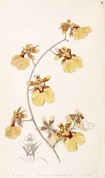 Illustration of Oncidium reflexum (as syn. Oncidium pelicanum)